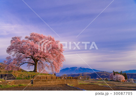 【山梨県】わに塚の桜(わにづかのさくら) 【山梨県】わに塚の桜(わにづかのさくら) 30087705