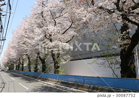 JR貨物北王子駅跡地　桜並木 30087752