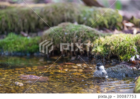 ゴジュウカラ nuthatch 30087753