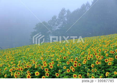 ひまわり畑 30087785