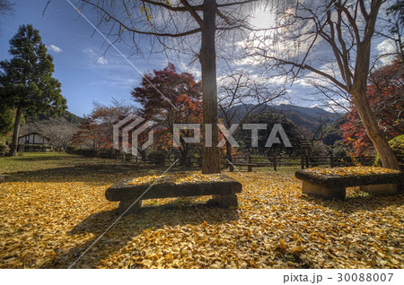 autumn leaves autumn leaves 30088007