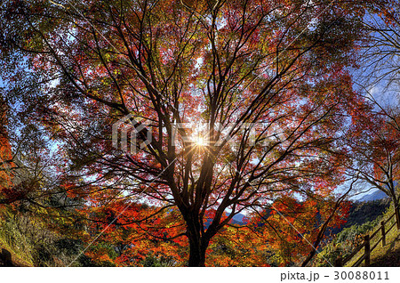 autumn leaves autumn leaves 30088011