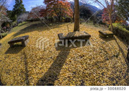 autumn leaves 30088020