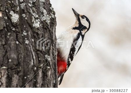 Great spotted woodpecker 30088227