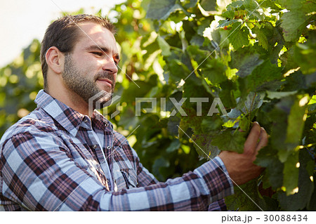 Winemaker inspects vine leaves Winemaker inspects vine leaves 30088434