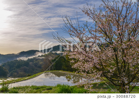 【千葉県】大山千枚田の朝 【千葉県】大山千枚田の朝 30088720