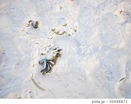 蟹 かに カニ 30088871