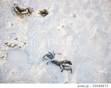 蟹 かに カニ 30088873