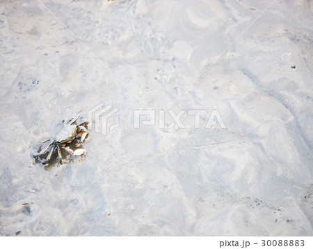 蟹 かに カニ 30088883
