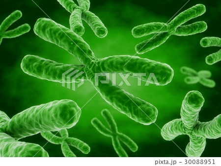 3D rendering X chromosomes 30088951