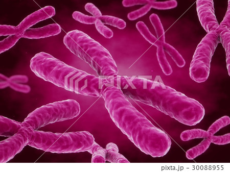 3D rendering X chromosomes 3D rendering X chromosomes 30088955