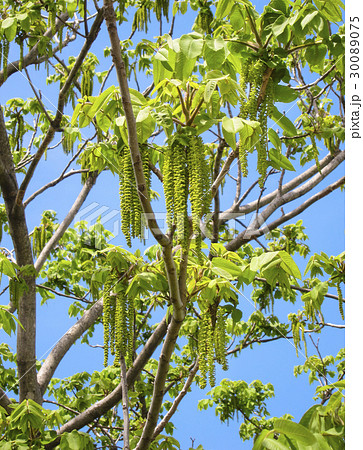 オニグルミ 30089075