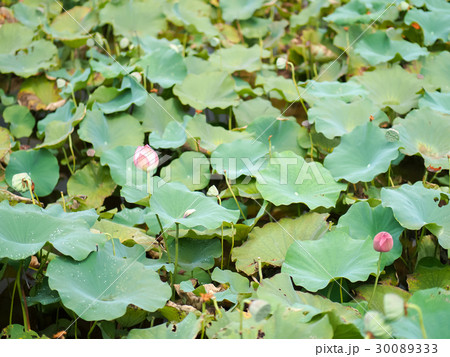 ハス スイレン 蓮 30089333