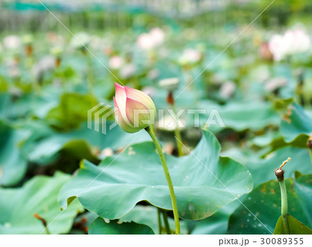 ハス スイレン 蓮 30089355