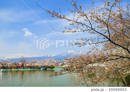 臥竜公園の桜２ 30090003