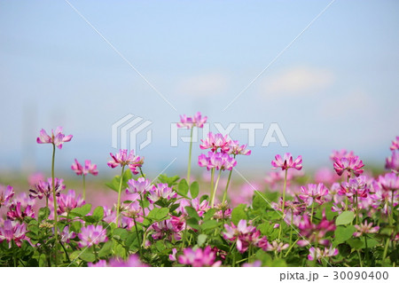 レンゲソウの花畑 30090400