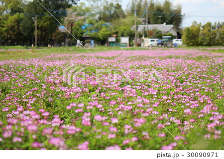 レンゲソウの花畑 30090971