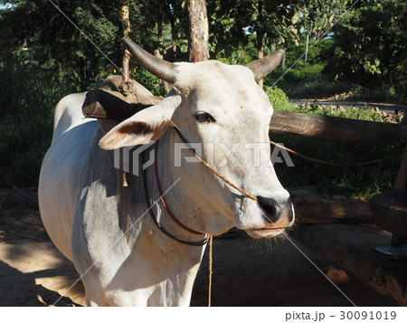 牛 牛 30091019