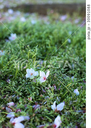 桜 桜 30091088