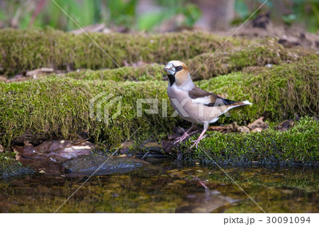 シメ Hawfinch 30091094