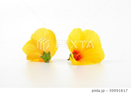 yellow hibiscus blooms yellow hibiscus blooms 30091617