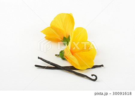 hibiscus flowers and vanilla pods 30091618