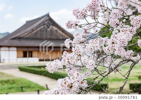 篠山城 大書院 桜の写真素材