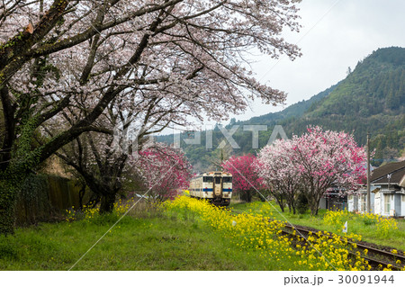 宝珠山駅の桜 30091944