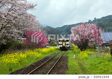 宝珠山駅の桜 30091949