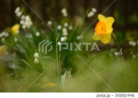 スノーフレークと水仙 30092446