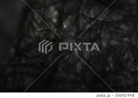 Tissue paper fibers under the microscope 30092448