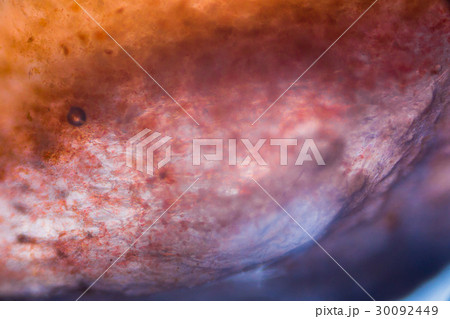 Tomato under the microscope Tomato under the microscope 30092449