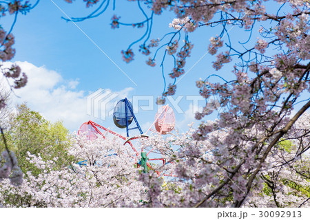 観覧車 桜 春 観覧車 桜 春 30092913