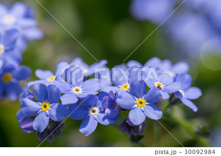 ワスレナグサ ワスレナグサ 30092984