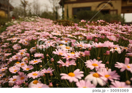 花畑 ヒナ菊 ヒナキク 30093069