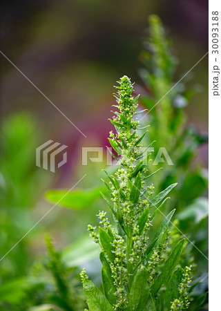 ほうれん草の花 30093188