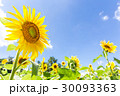 夏の青い空とヒマワリの花々 30093363
