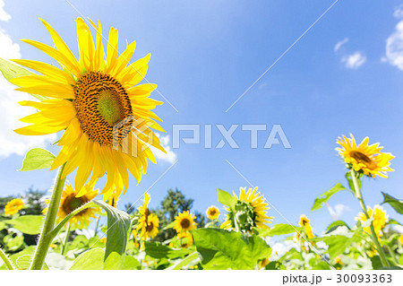 夏の青い空とヒマワリの花々の写真素材