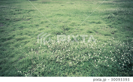 image of Grass field and the globe amaranth flower image of Grass field and the globe amaranth flower 30093393