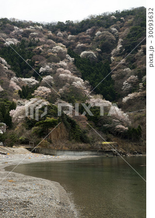 常神半島 神子の山桜の写真素材