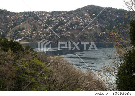 常神半島　神子の山桜 30093636