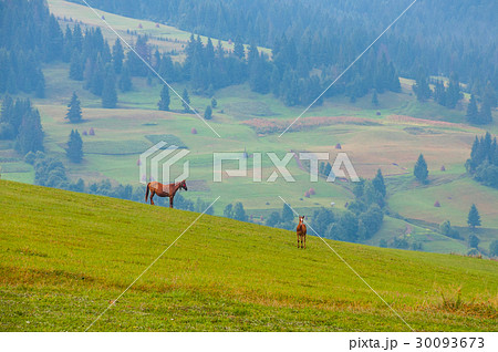 Mare and cute foal grazing on the hillside Mare and cute foal grazing on the hillside 30093673