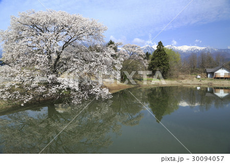 中川村の勘助堤の桜 30094057