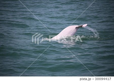 ピンクイルカの尾びれの写真素材