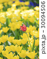 春のチューリップ 30094506