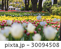 春のチューリップ 30094508