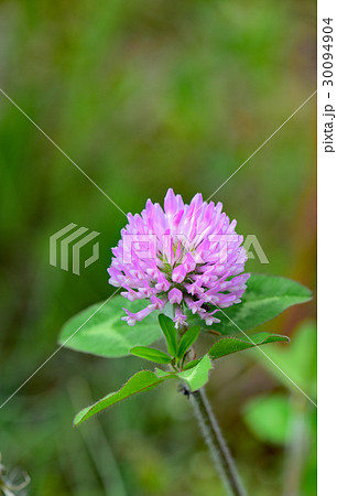 アカツメクサ 30094904