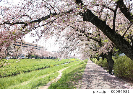 愛知県豊川市・佐奈川の桜 30094981