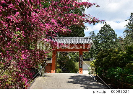 三室戸寺の鳥居 三室戸寺の鳥居 30095024