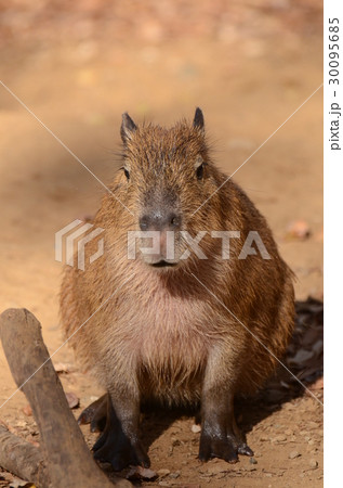 カピバラ118 30095685
